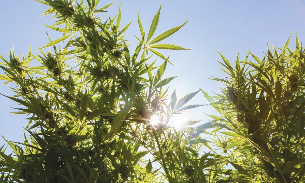 cannabis grown outdoors